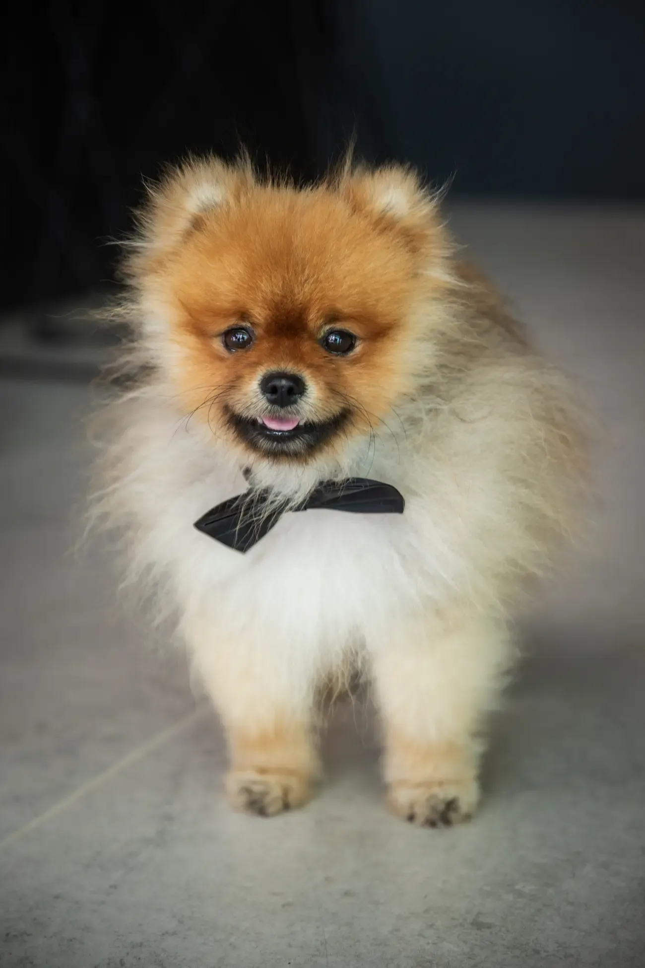 Perrito con pajarita en una boda